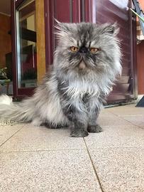 Gatto ipertipico puro