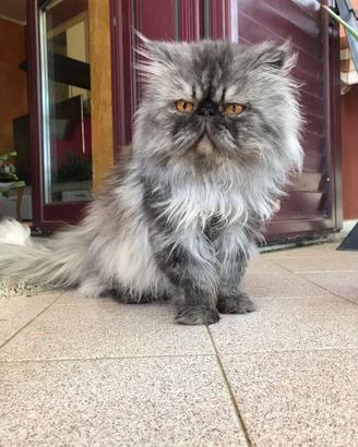 Gatto ipertipico puro
