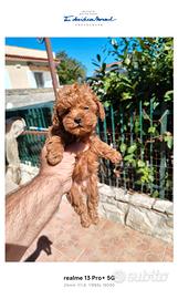 Barboncina toy