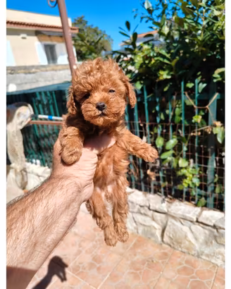 Barboncina toy