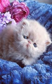 Cuccioli di Gatto Persiano