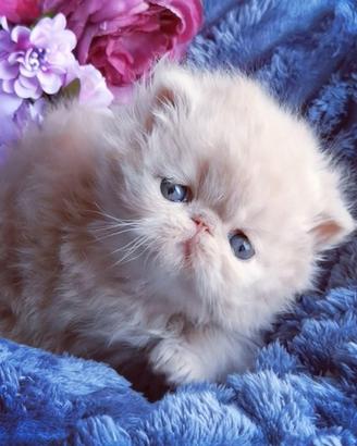 Cuccioli di Gatto Persiano