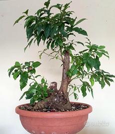 Pre bonsai di cornus sanguinea #1