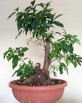 Pre bonsai di cornus sanguinea #1