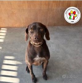 Femmina mix bracco marrone