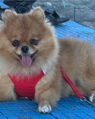 Spitz Pomerania toy