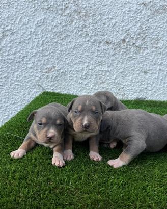 Pitbull american Terrier