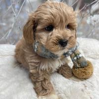 Cuccioli di maltipoo maschi e femmine