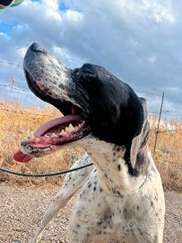Pointer