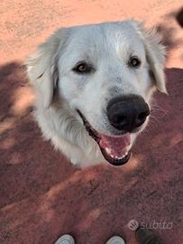 Cane pastore maremmano