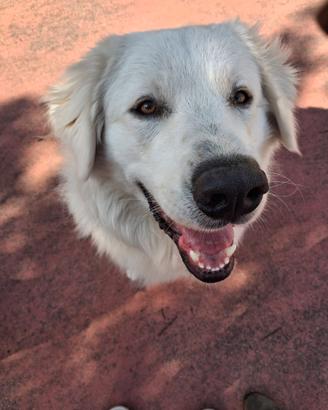 Cane pastore maremmano