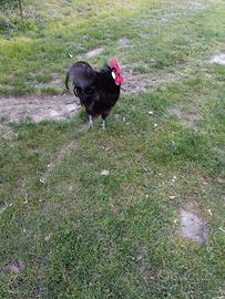 Gallo nero