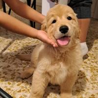 Cucciole di Golden Retriever Americano (ENCI)