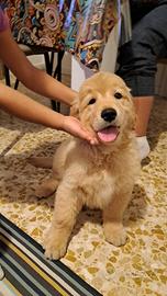 Cuccioli di Golden Retriever AMERICANI