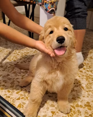 Cuccioli di Golden Retriever 80% AMERICANI