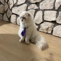 Scottish Fold Longhair