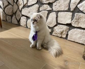 Scottish Fold Longhair