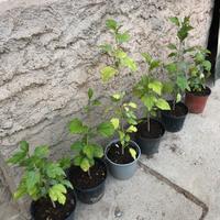 Piante di ibisco cinese