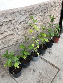 Piante di ibisco cinese