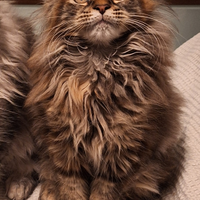 Cuccioli Maine Coon