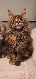 Cuccioli Maine Coon