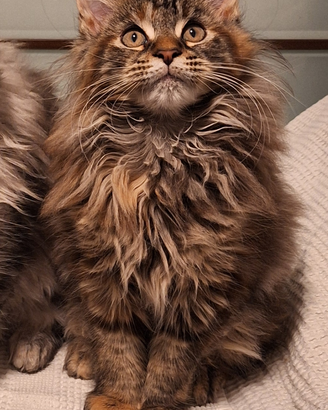 Cuccioli Maine Coon
