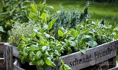 piante aromatiche 