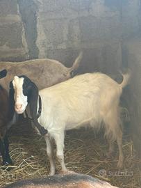 Capra