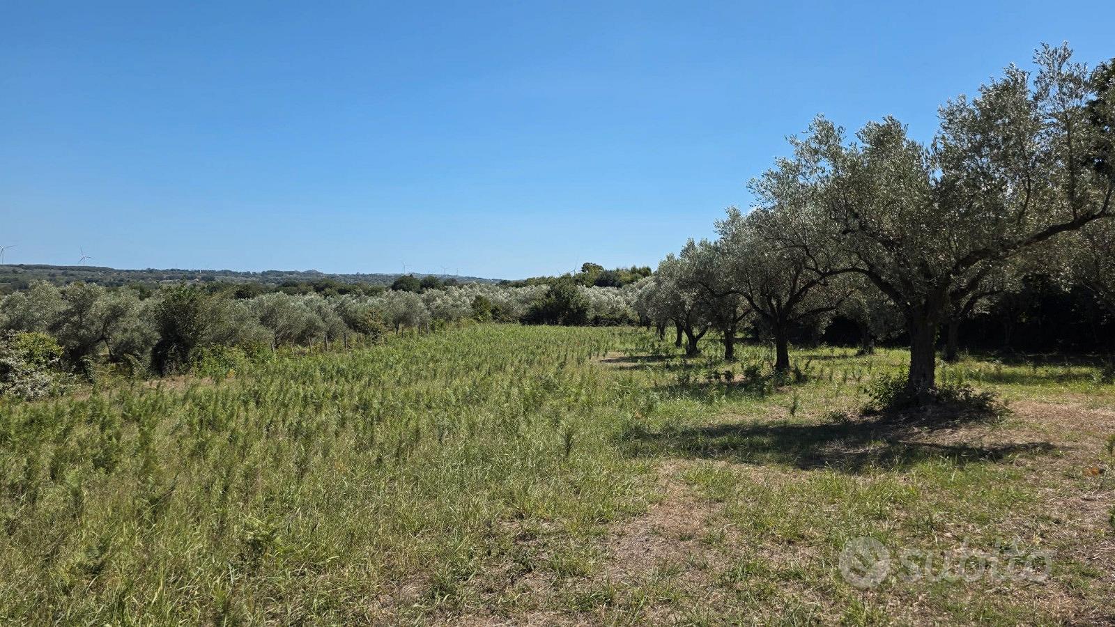 Terreno Agricolo a Girifalco (CZ) - Contrada Vasia - Vista 4