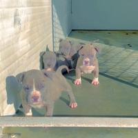 Amstaff blu occhi blu pedigree enci