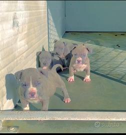 Amstaff blu occhi blu pedigree enci