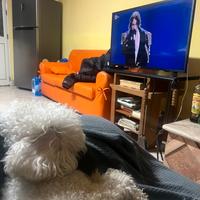 Bichon Frisè per accoppiamento