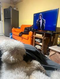 Bichon Frisè per accoppiamento