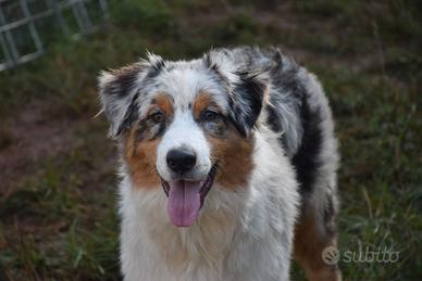 Australian Shepherd pedigree ENCI – papà Campione