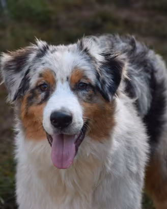 Australian Shepherd pedigree ENCI – papà Campione