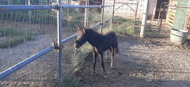Pony