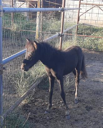 Pony