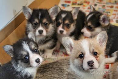 Ultimi cuccioli di Welsh Corgi Pembroke