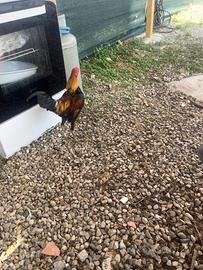 Gallo combattente inglese