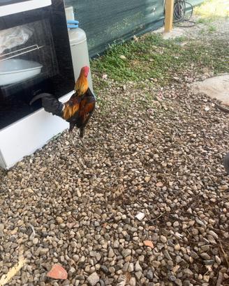 Gallo combattente inglese