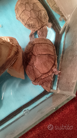 Tartarughe "nane" acqua dolce