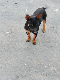 Pinscher-chihuahua