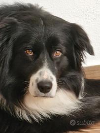 Bart e Ghibbs desiderano compagna