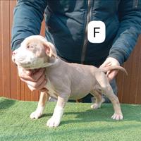 Pitbull terrier