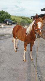 Paint Horse