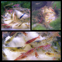 Caridine/ Gamberetti acqua dolce misti