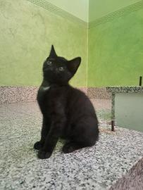 Splendidi gattini