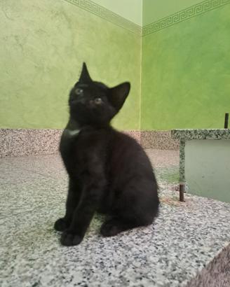 Splendidi gattini