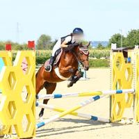 Cavalla italiana di 5 anni