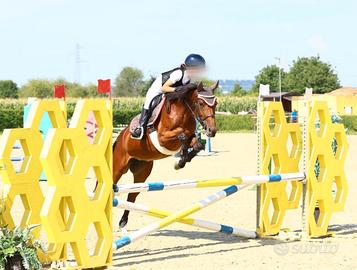 Cavalla italiana di 5 anni